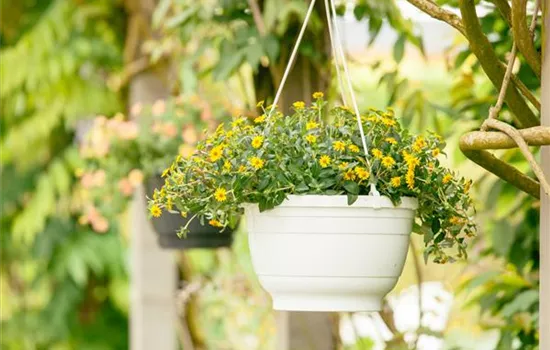 Ein Husarenknopf für den sommerlichen Balkon 