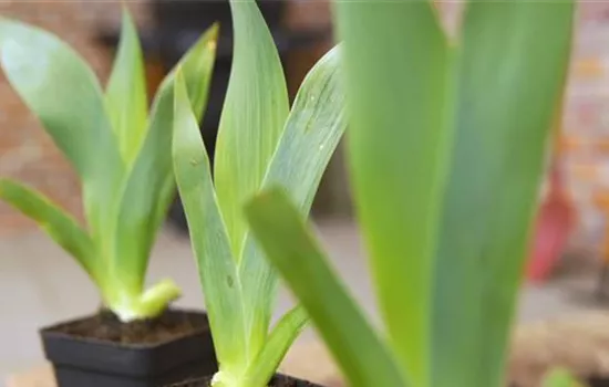 Schwertlilie - Einpflanzen im Garten