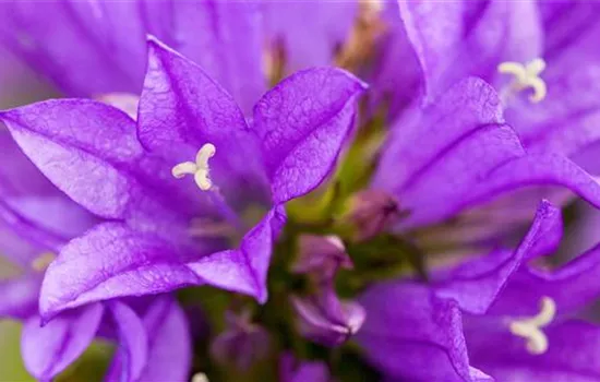 Knäuel Glockenblume - Einpflanzen im Garten