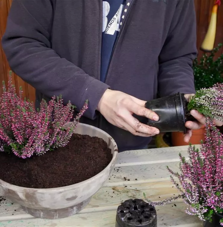 Knospenheide - Einpflanzen in ein Gefäß