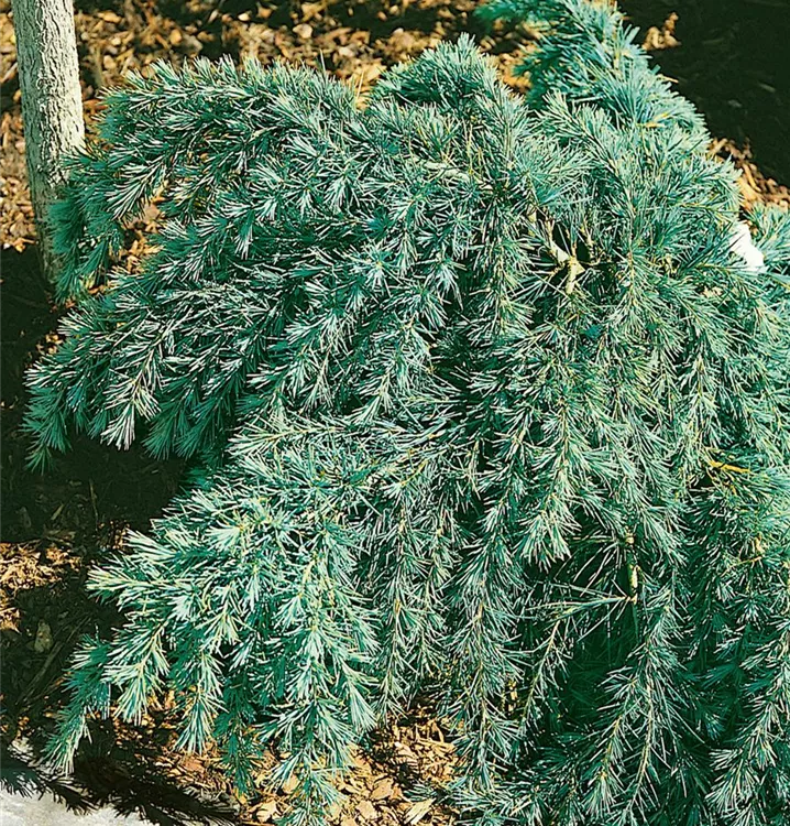 Himalaya-Zeder 'Feelin´ Blue'