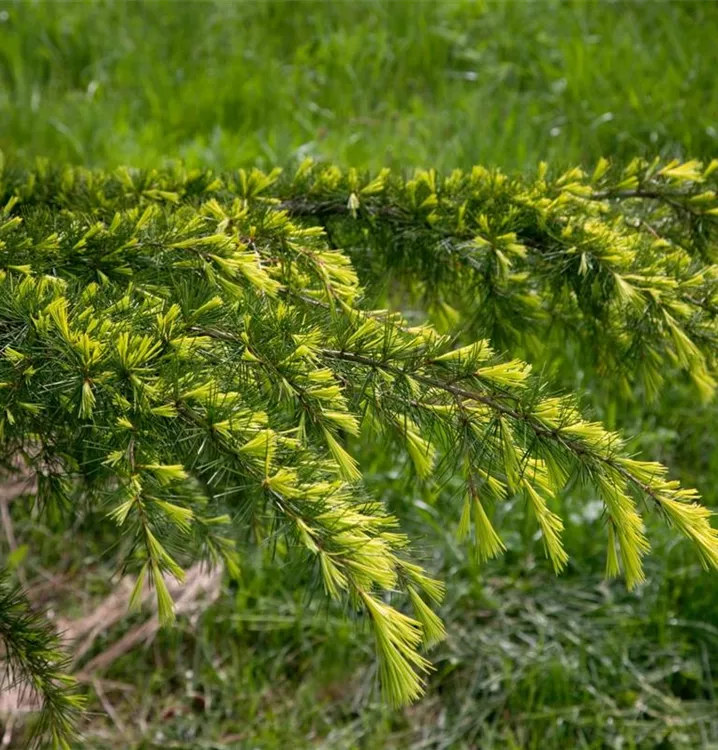 Himalaya-Zeder 'Golden Horizon'