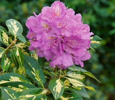 Rhododendron-Hybride 'Blattgold'