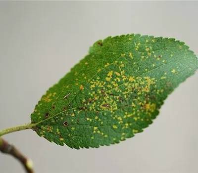 Rost an Pflaumen und Zwetschen