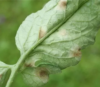 Samtfleckenkrankheit an Tomaten