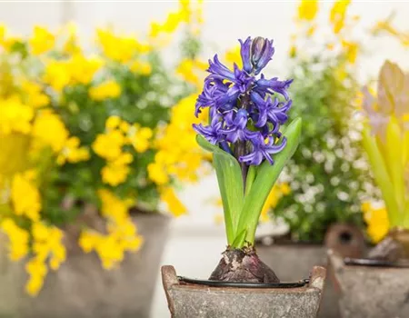 Frühblüher sorgen für einen bunten Start ins Frühjahr