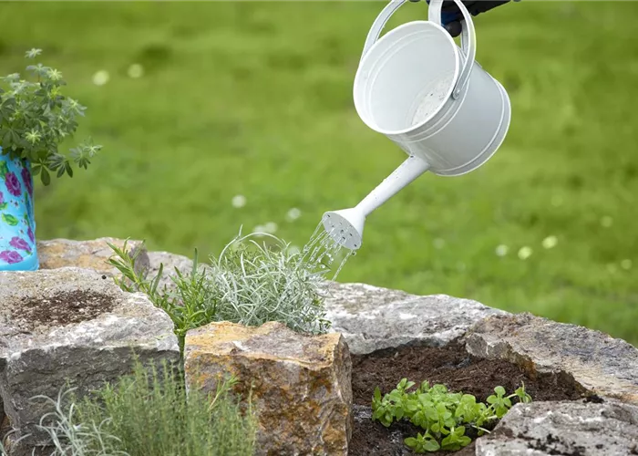 Pflanzen im Sommer gießen - wie ist es richtig? Pflanzen im Sommer gießen - wie ist es richtig?