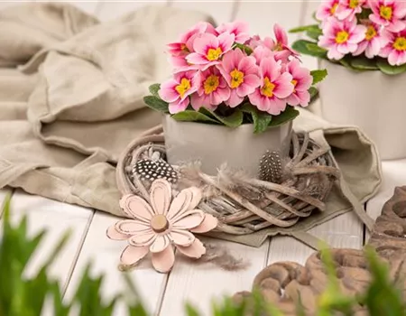 Schöne Frühlingsblüher für die Osterdekoration