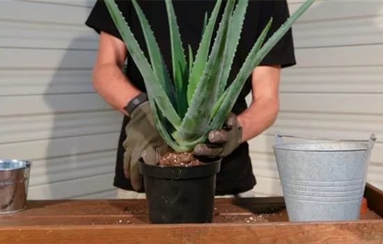 Aloe Vera - Umtopfen