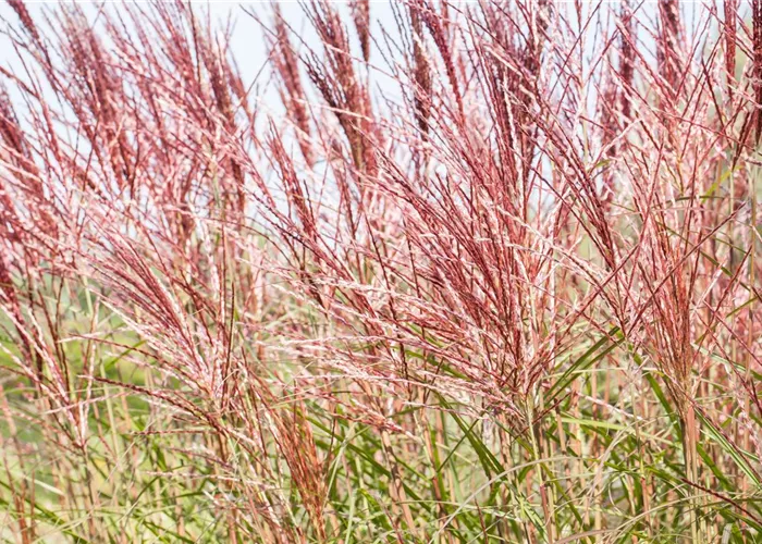 Ziergräser im Garten sind vielfältig einsetzbar 
