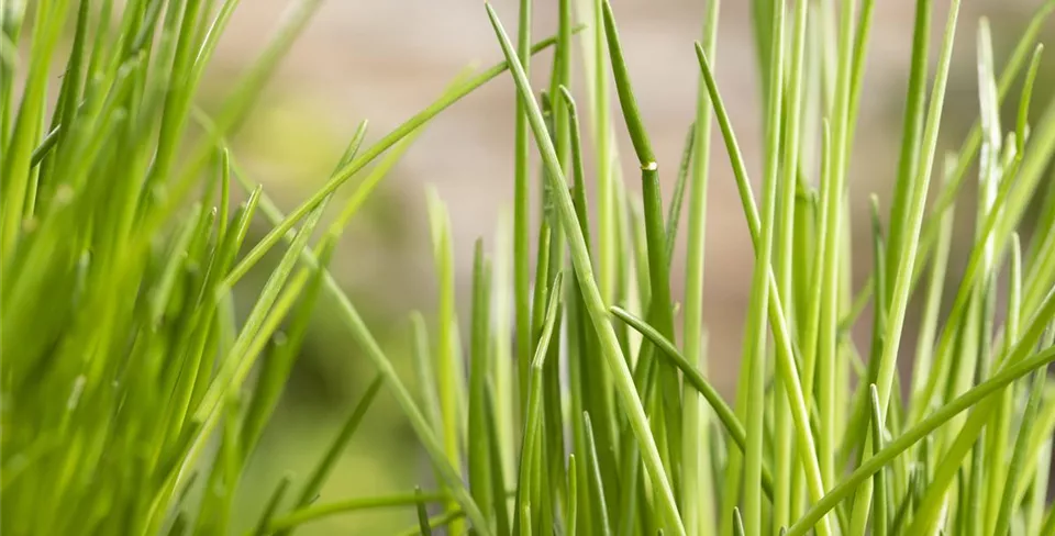 Allium schoenoprasum