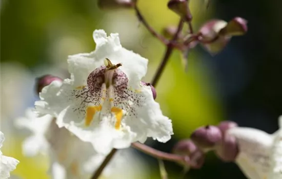 Exoten sorgen für besondere Hingucker im Garten