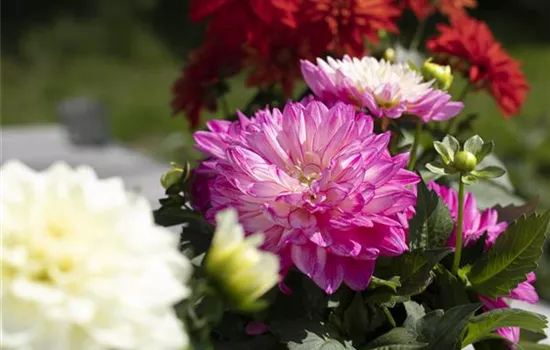 Farbe auf dem Balkon – Blumenzwiebeln für den Sommer