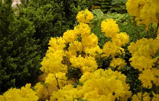 Die Sonne geht auf – Blumenbeet in Gelb und Orange