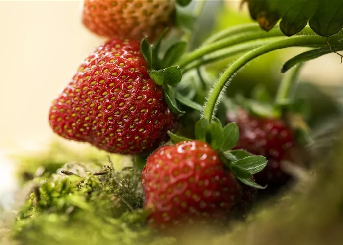 Erdbeeren – rot, rund und richtig lecker! Erdbeeren – rot, rund und richtig lecker!