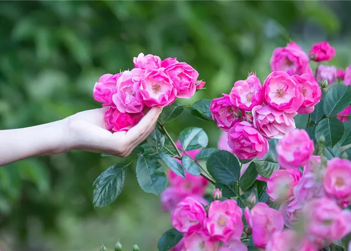 Die Rose – Wellness und Schönheit in einem Die Rose – Wellness und Schönheit in einem
