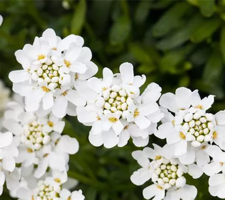 Die immergrüne Schleifenblume – Farbe garantiert Die immergrüne Schleifenblume – Farbe garantiert