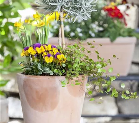 Blumenzwiebeln – einpflanzen in ein Gefäß Blumenzwiebeln – einpflanzen in ein Gefäß