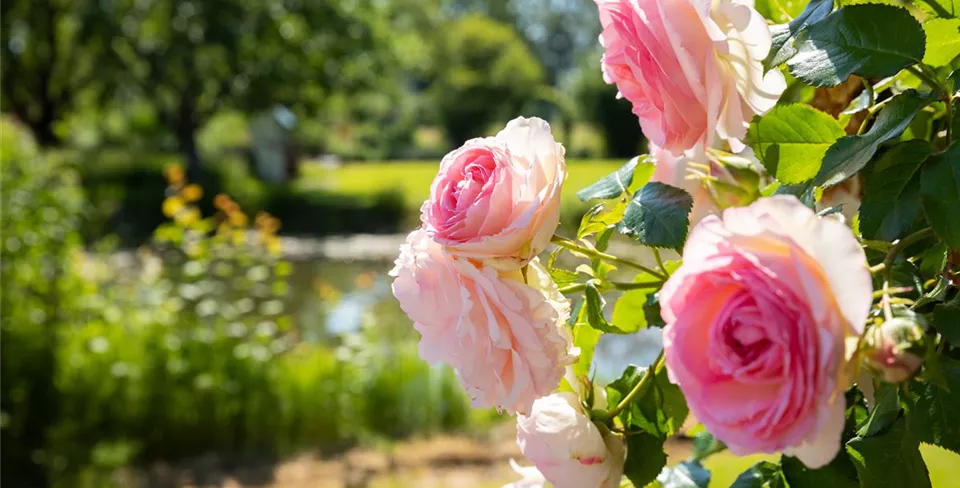 Kletterrose rosa im Ambiente