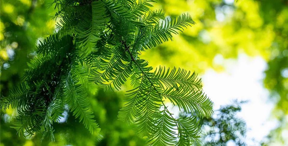 Metasequoia glyptostroboides