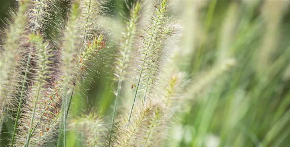 Pennisetum alopecuroides 'Hameln'