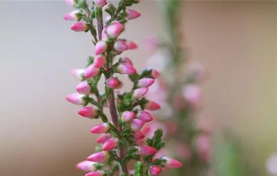 Winterharte Knospenheide - Einpflanzen im Garten