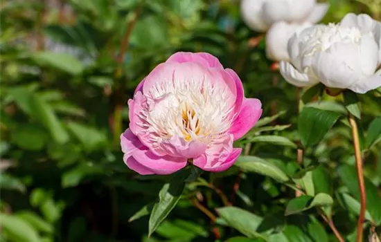 Pfingstrosen pflanzen und einmalige Blüten erleben