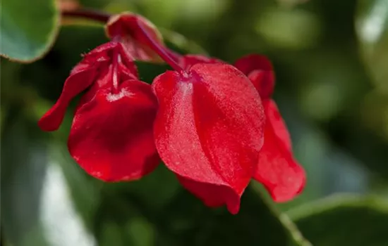 Drachenflügelbegonie 'Dragon Wing Red'