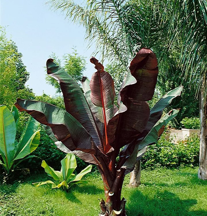 Zierbanane