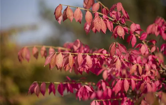 Was tun mit dem Herbstlaub?