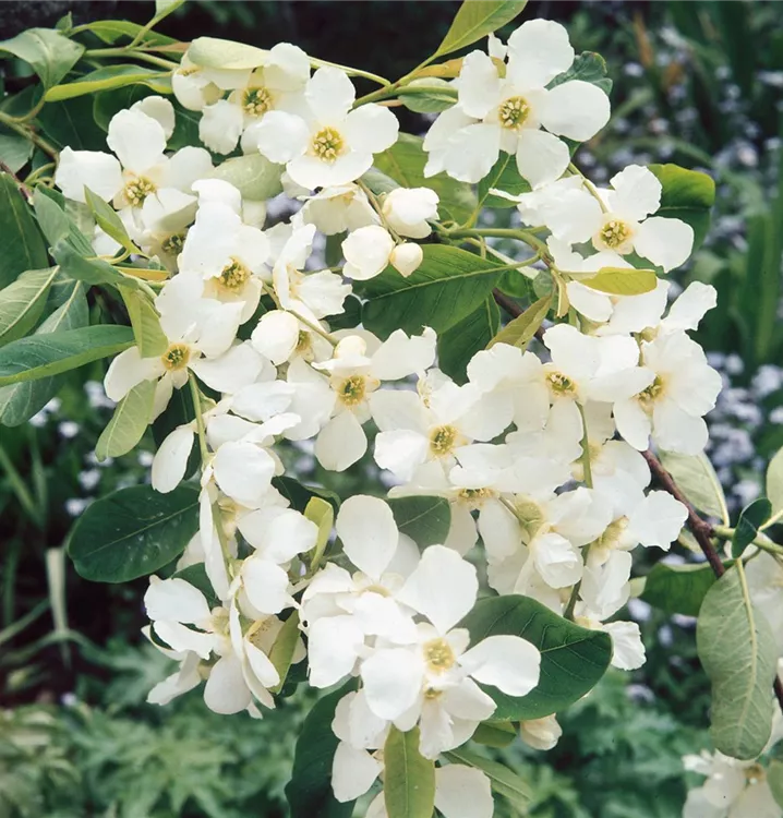 Sparrige Prunkspiere