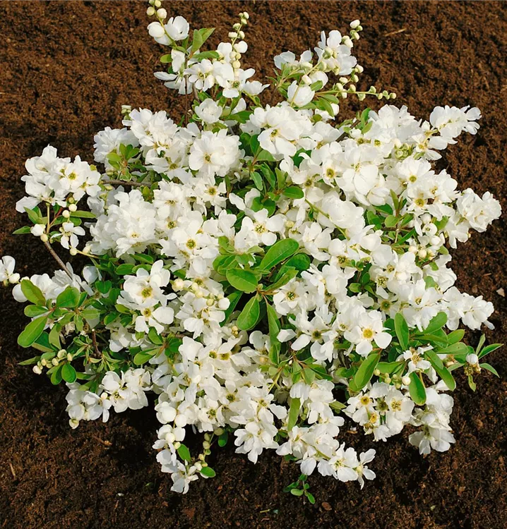 Kleine Prunkspiere